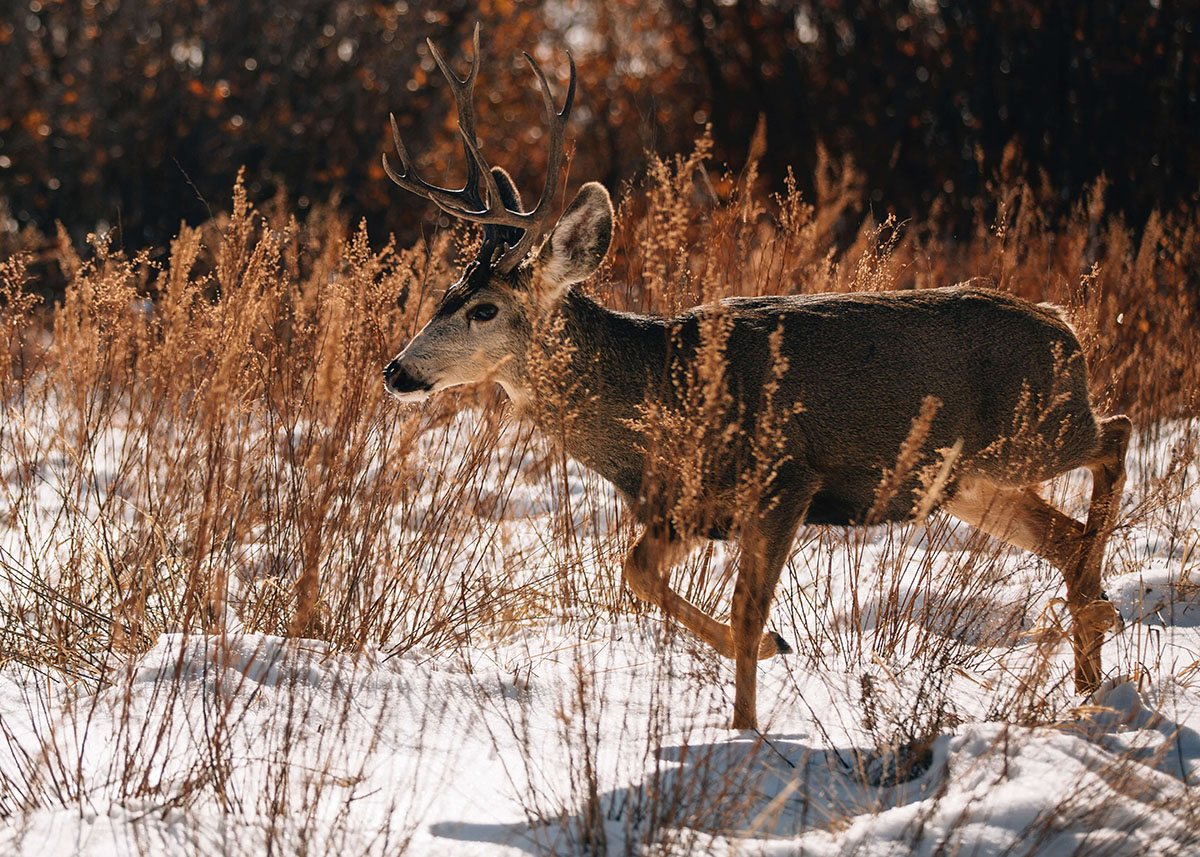 Photo of a deer navigating through a meadow in the winter time