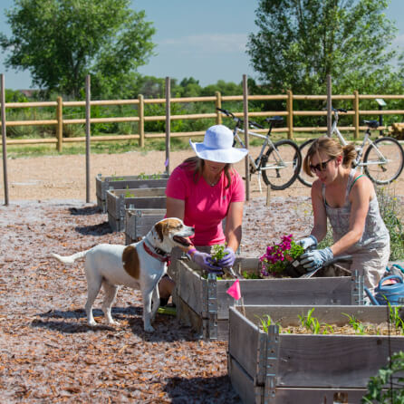 Two women gardening in the Colorado sunshine as a curious dog looks on
