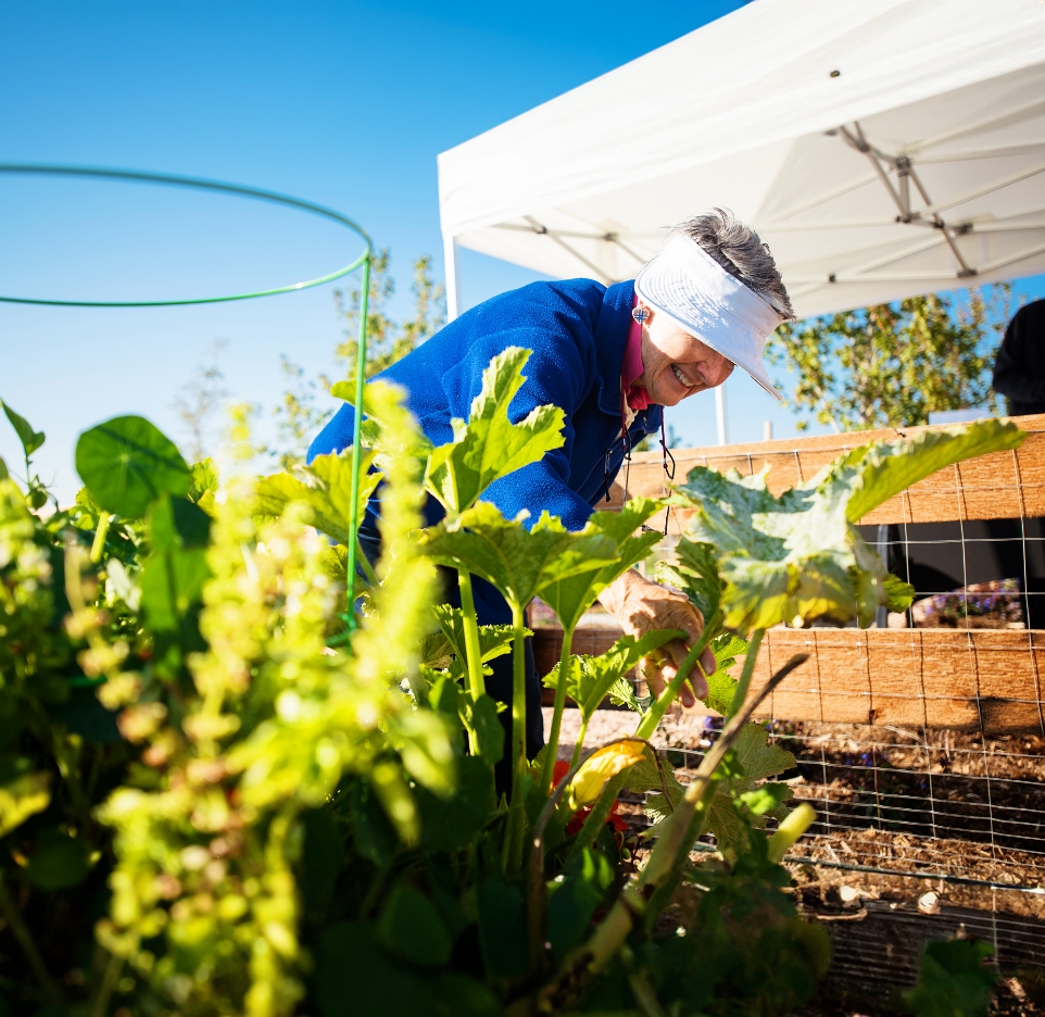 Two women gardening in the Colorado sunshine as a curious dog looks on