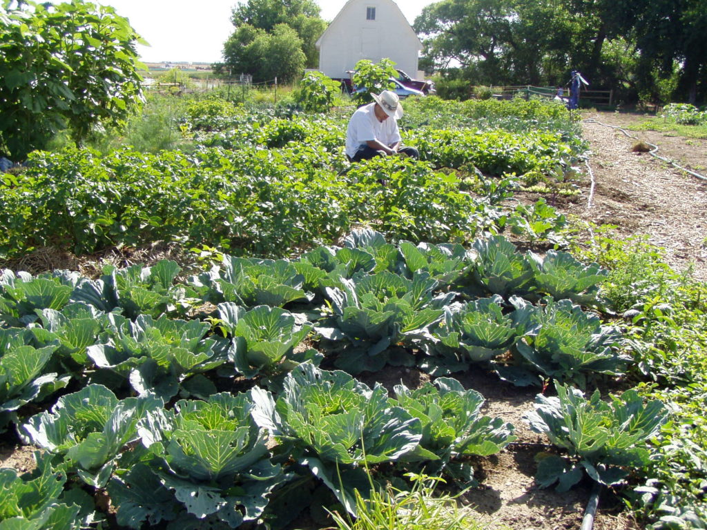 A local volunteer helps tend to a garden within the community