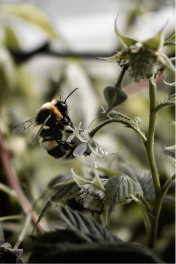 A bee on a flower, showcasing the pollinator-friendly nature of Kinston where bees and other wildlife have a natural habitat to roam