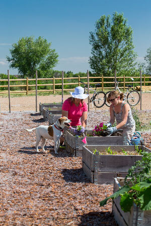 Two women gardening in the Colorado sunshine as a curious dog looks on