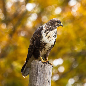 A hawk perched on a post in a Kinston park