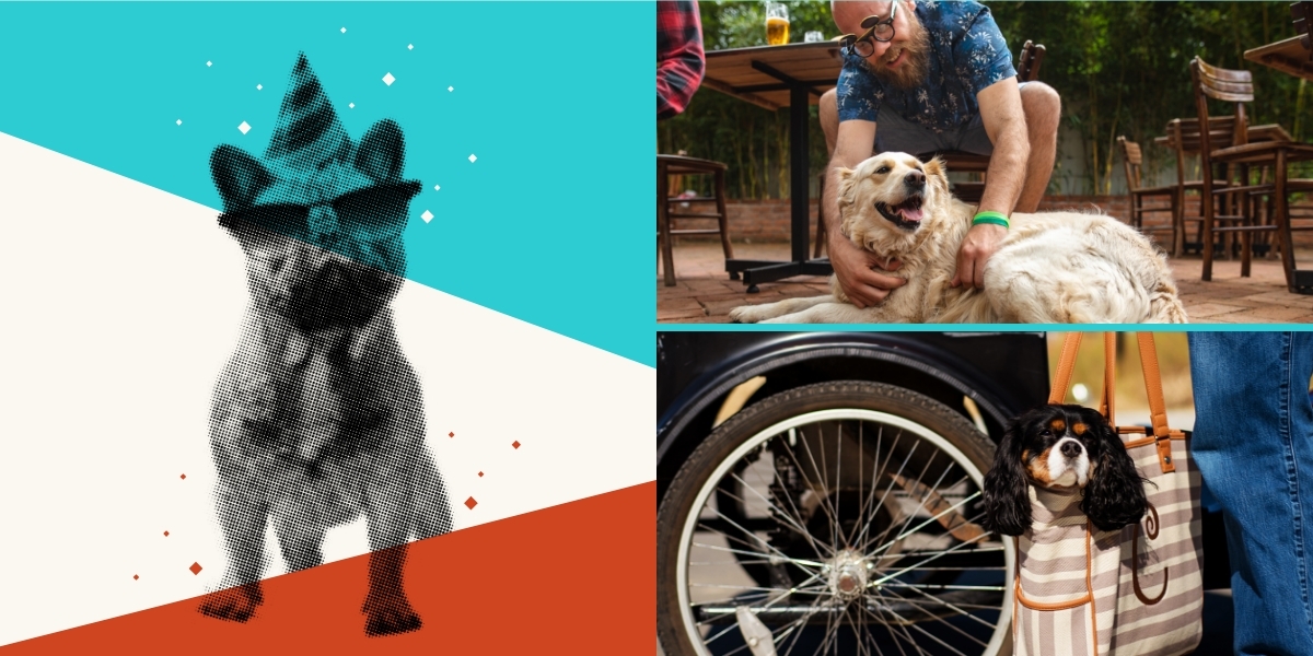 A collage of photos with a dog, a man and a bike.