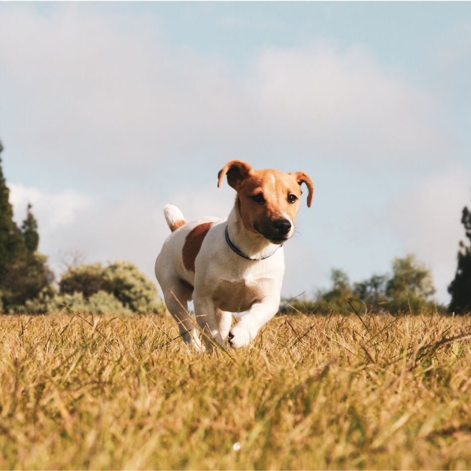 Dog running through a field