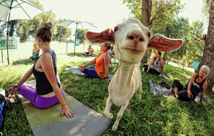 A goat stands in the foreground while people participate in an outdoor yoga class on the lush grounds of Kinston Centerra, with umbrellas providing shade and nearby Centerra restaurants offering post-class dining options.