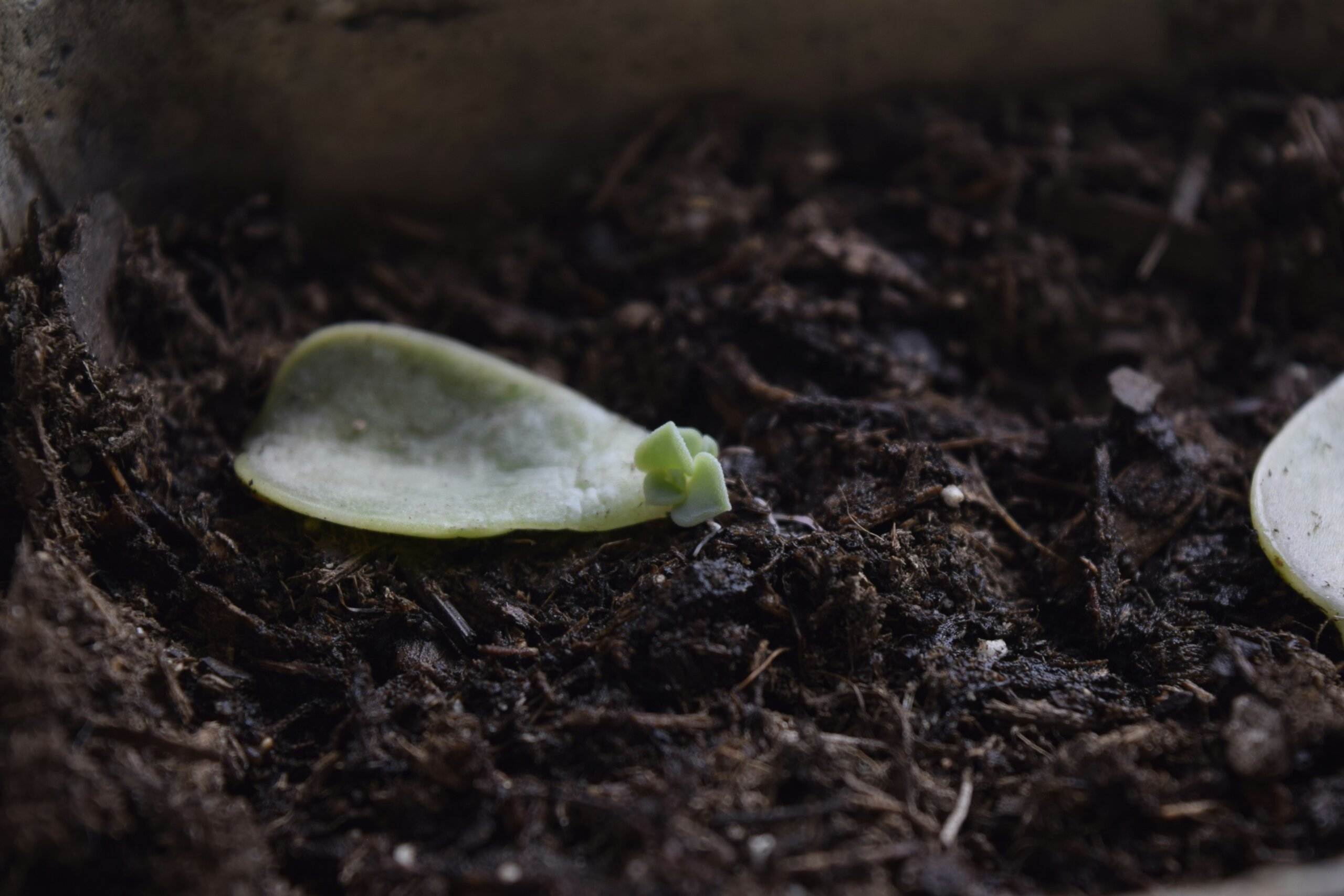 a succulent plant propagating in soil