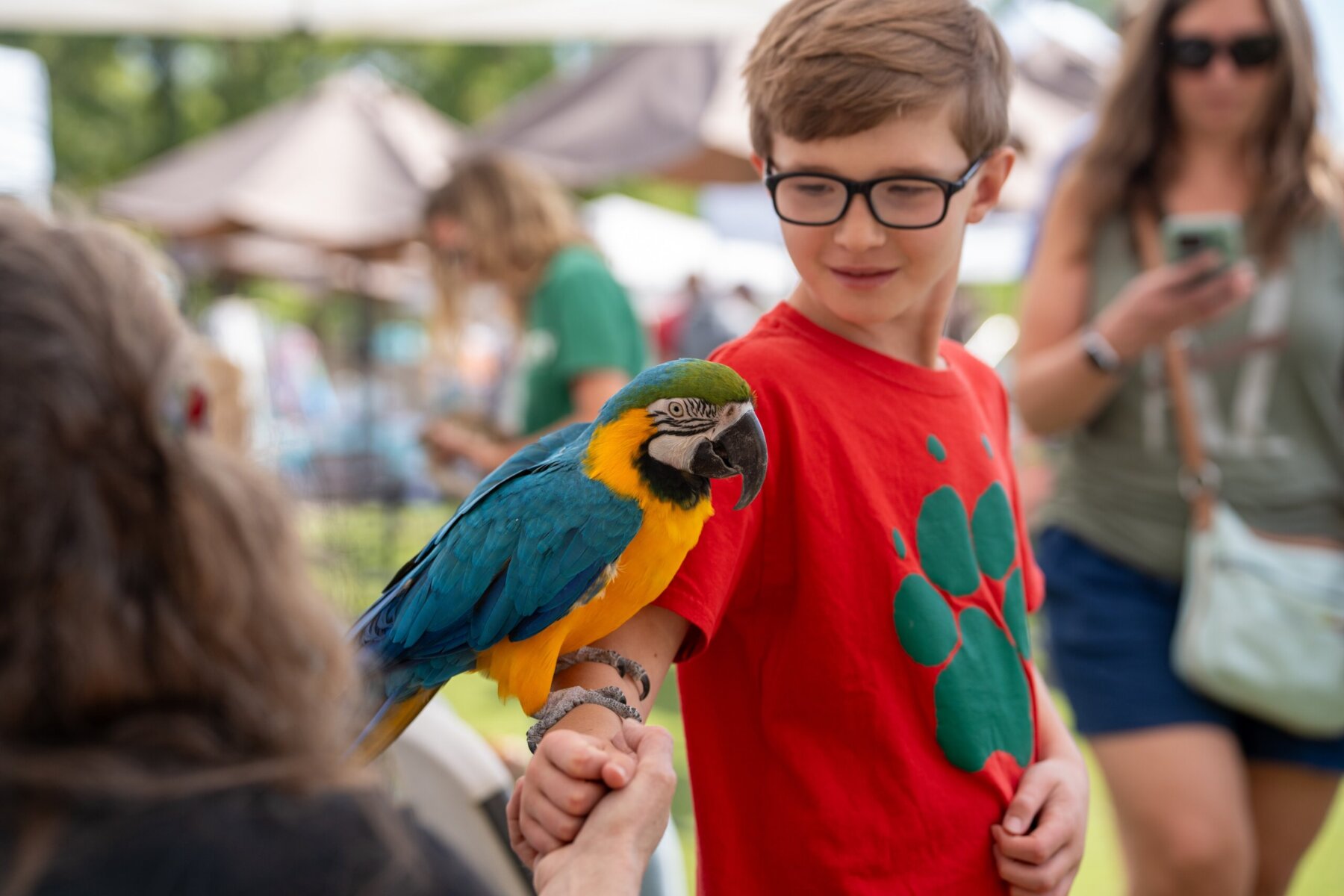 A boy in a red shirt looks at a blue-and-yellow macaw perched on a woman's hand at an outdoor Centerra event in Loveland, Colorado, with people and new homes visible in the background.