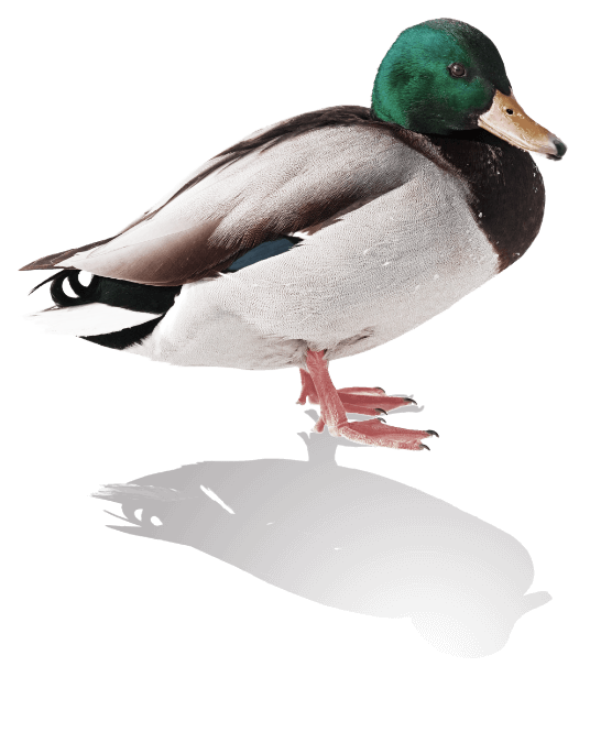 Duck