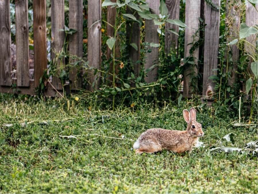 Image of a bunny laying in a yard next to a fence