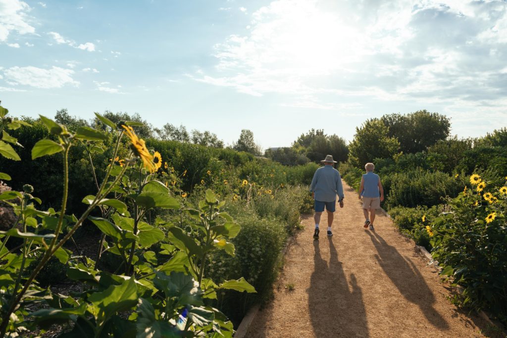 Image of couple walking on path through sunflowers