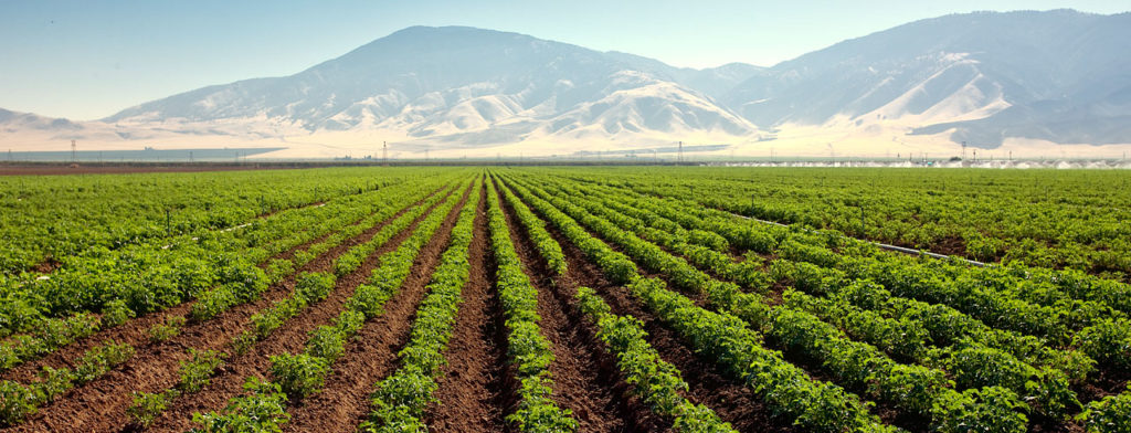 Rows of potato plants with mountains in the background