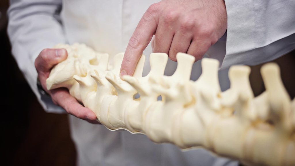 Image of doctor pointing at a plastic rendering of a human spine