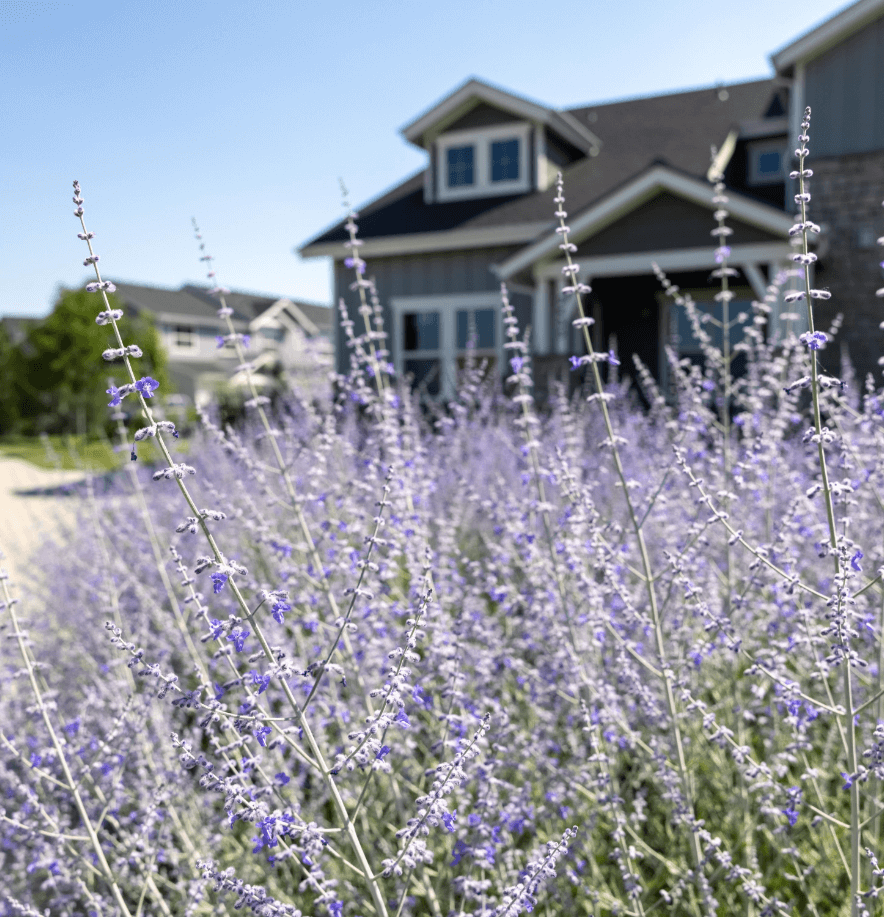 Close up image of a lavender bush