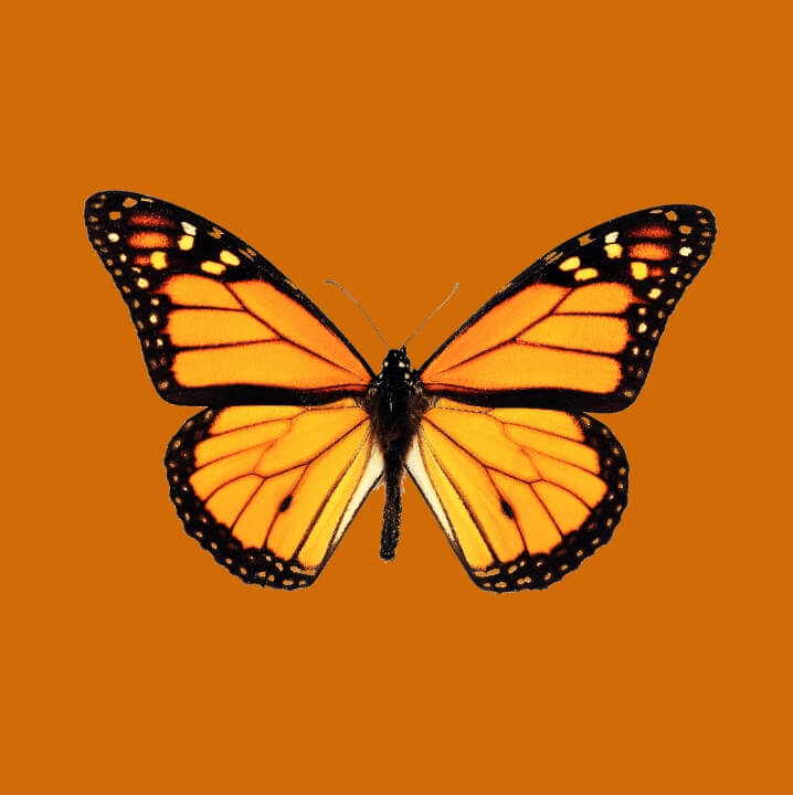 image of a Monarch butterfly