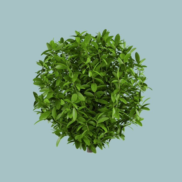 Image of green plant