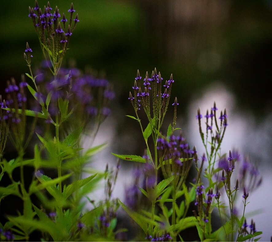 Image of purple flowers
