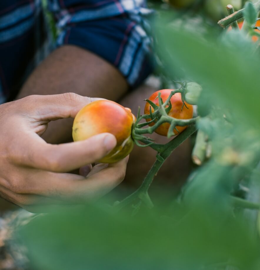 Image of pan plucking a tomato off of a tomato plant