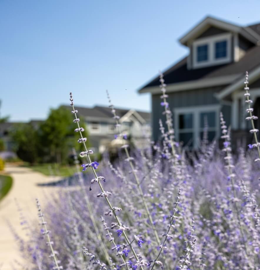 Lavender flowers in front of a Loveland house.