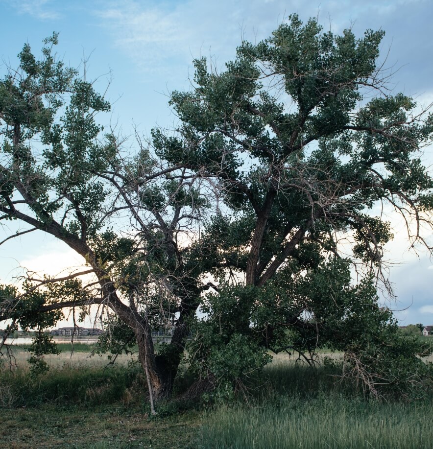 tree in the plains