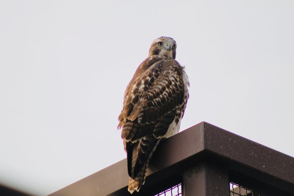An image of a hawk on a roof at Centerra in Loveland, Colorado