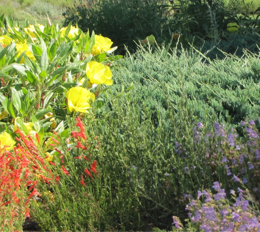 flowers in community garden