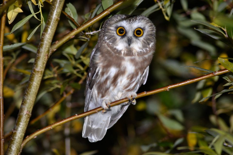 owl in tree