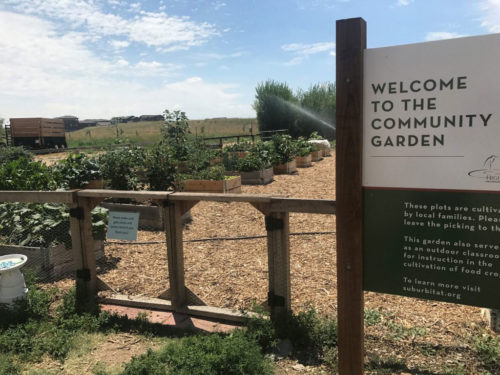 The Lakes community garden