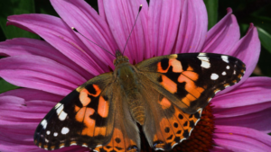 butterfly on flower