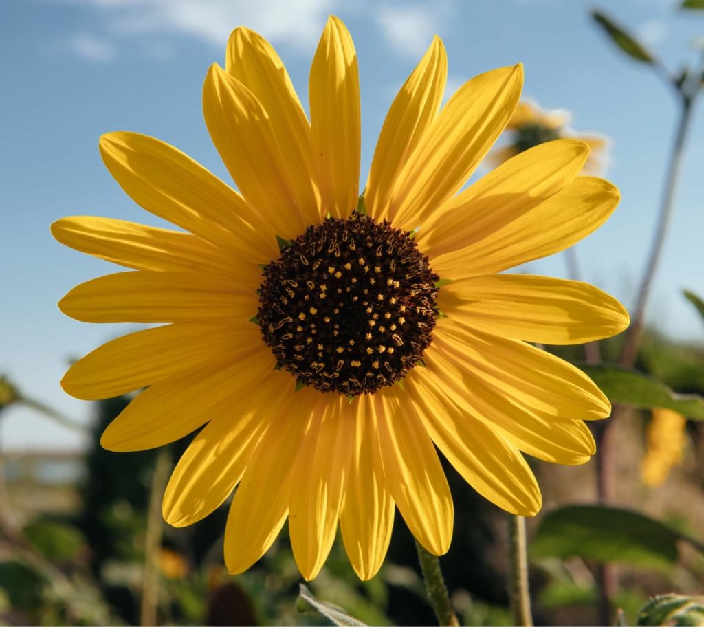 A yellow sunflower in a field with a blue sky, certified wild.