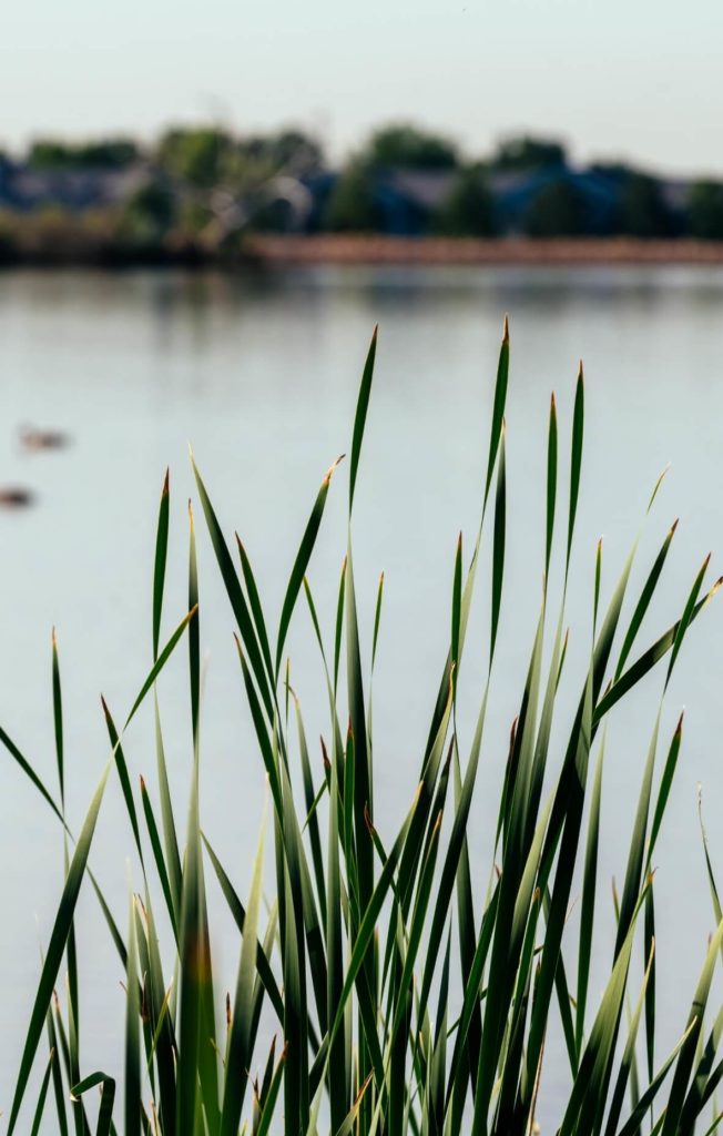 Certified Wild reeds in front of a body of water.