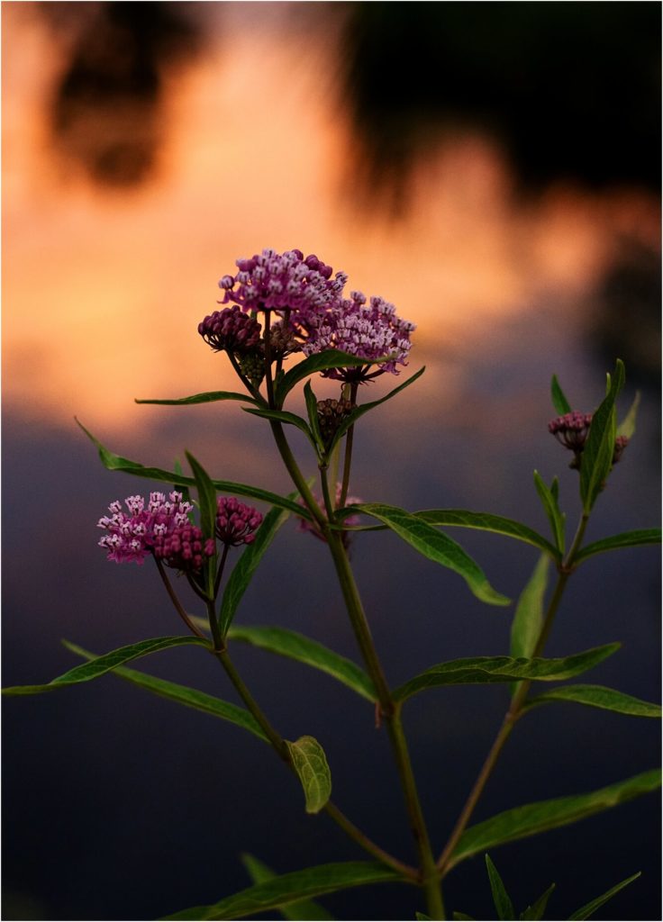 Purple flowers in front of a stunning sunset in Northern Colorado.