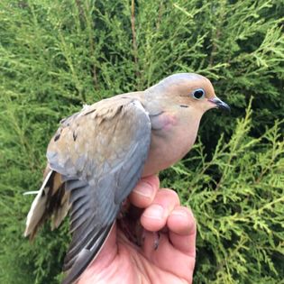 bird banding