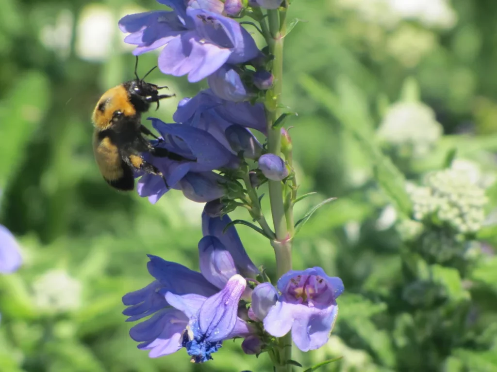 bee on plant