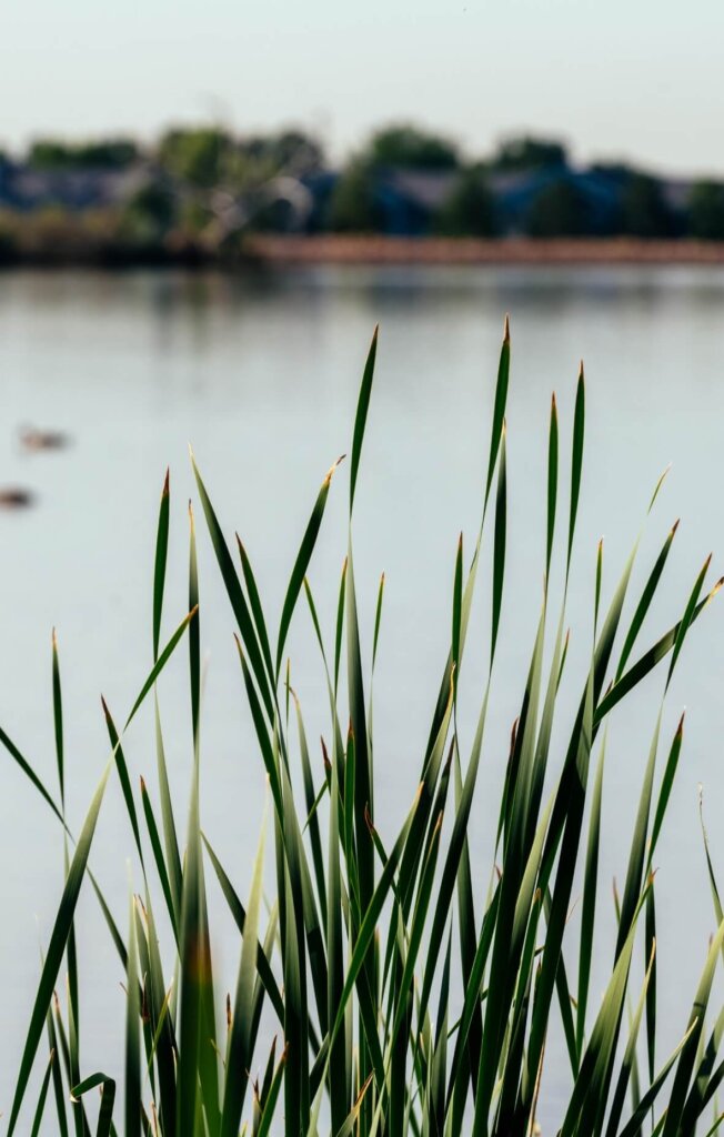 Certified Wild reeds in front of a body of water in Northern Colorado.