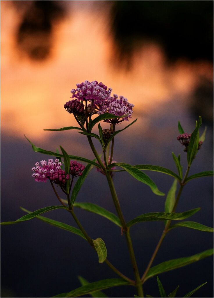 Certified Wild purple flowers in front of a sunset in Northern Colorado.