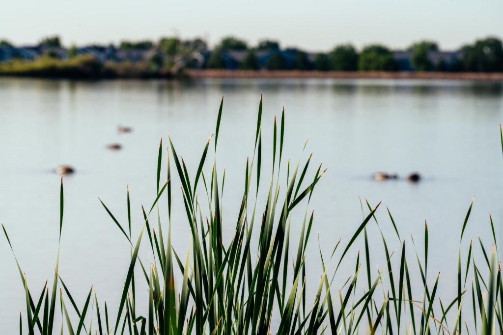 grass near lake