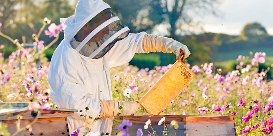 man beekeeping in wildflowers