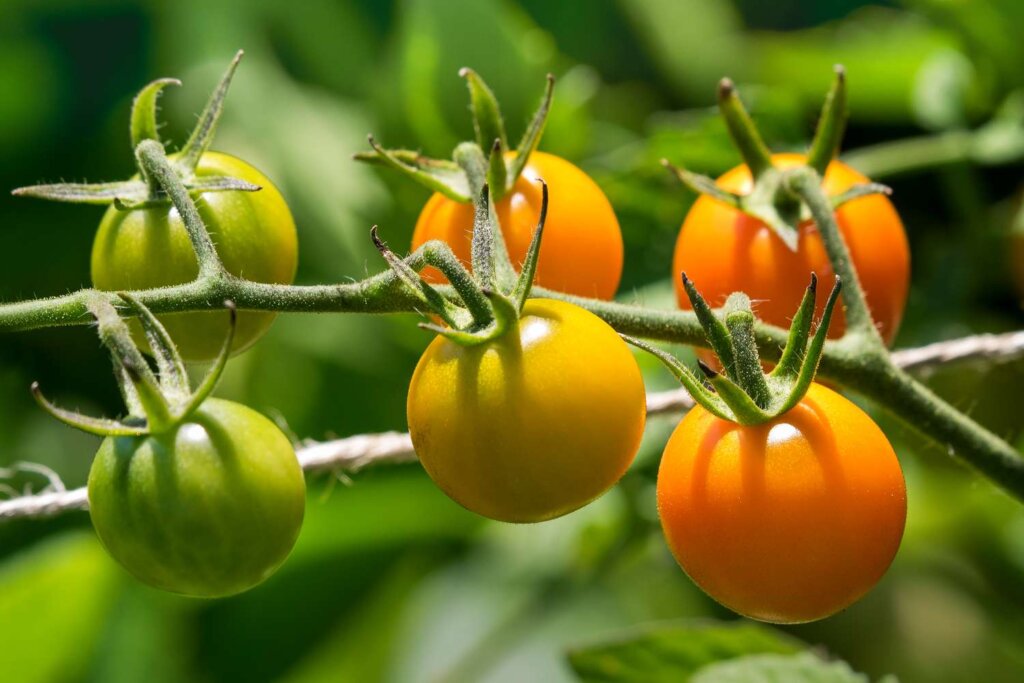 Ripe and unripe cherry tomatoes on a vine, with a sharp focus on the bright orange and green fruits against a blurred green background.