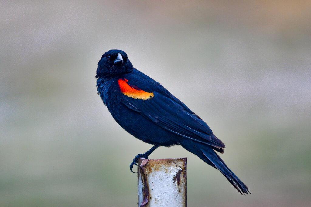 A red-winged blackbird perched on a metal post, displaying its distinctive orange and yellow shoulder patches.