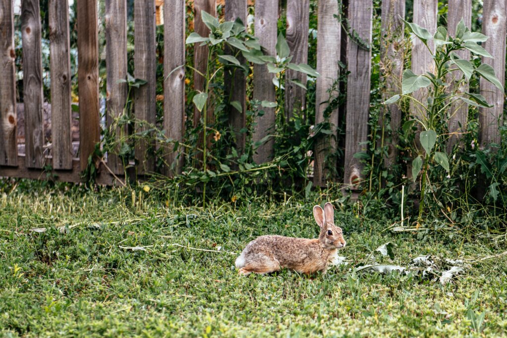 A rabbit sits on the grass near a wooden fence with weeds and plants growing around it.