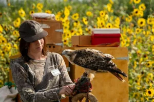 A woman in camouflage holds a hawk on her gloved hand in front of sunflower plants at HPEC, surrounded by nature and equipment with coolers in the background.