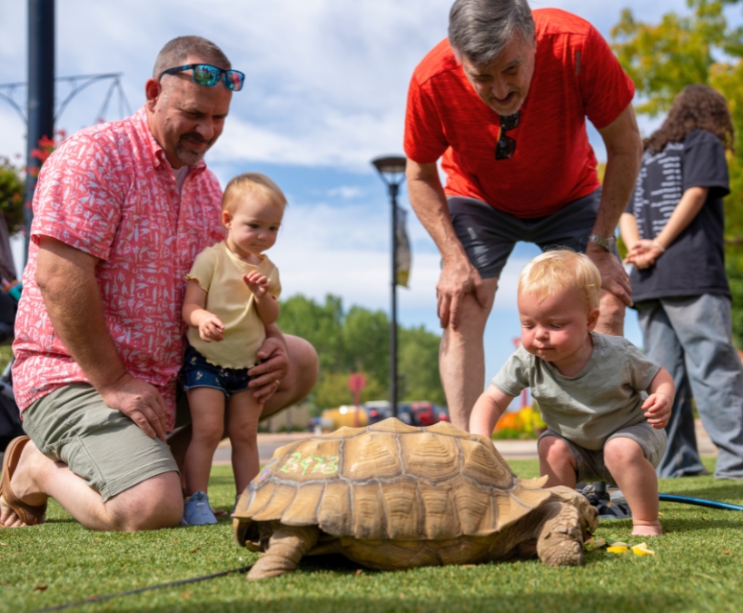 Two men and two toddlers kneel on grass observing a large tortoise outdoors on a sunny day. One toddler reaches toward the tortoise while the others watch.