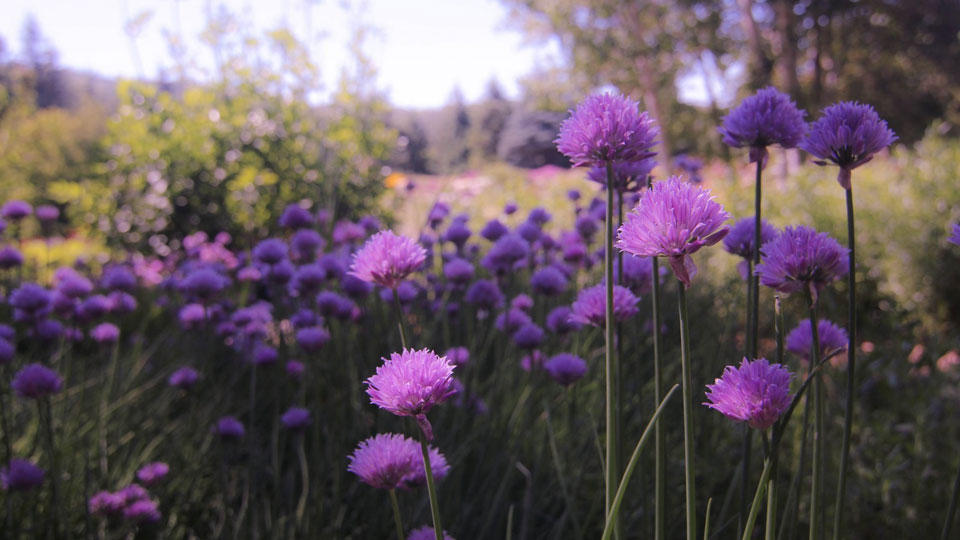 hepec-purple-flowers